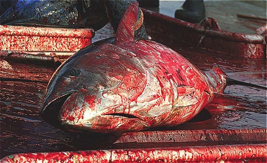 Bluefin tuna image from The 2008 bluefin tuna dossier by Advanced Tuna Ranching Technologies