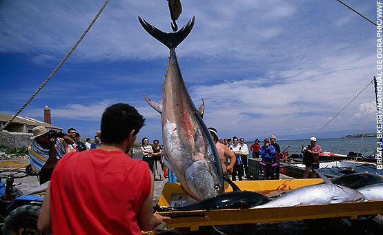 Fishermen haul in a catch of Northern bluefin tuna (Thunnus thynnus) caught with the traditional Mattanza fishing method, Mediterranean Sea