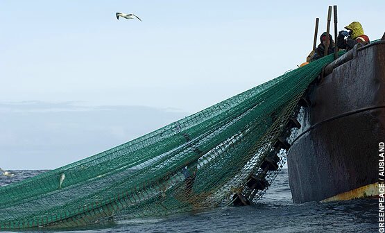 Cod fishermen in the North Sea: Cod stocks - no cause to celebrate just yet