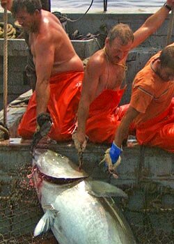 A large tuna is caught by fishermen