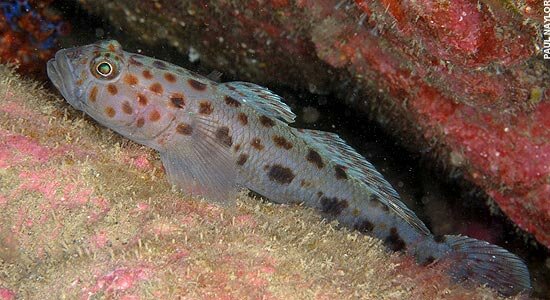 Leopard spot goby in waters off the British coast
